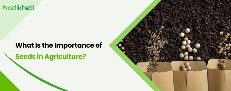 What Is The Importance Of Seeds In Agriculture Badikheti