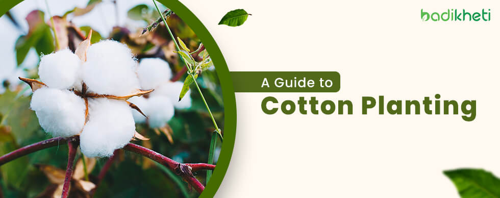 Cotton Farming Made Easy: How to Plant Cotton Seeds and Grow a Profitable  Crop - badikheti