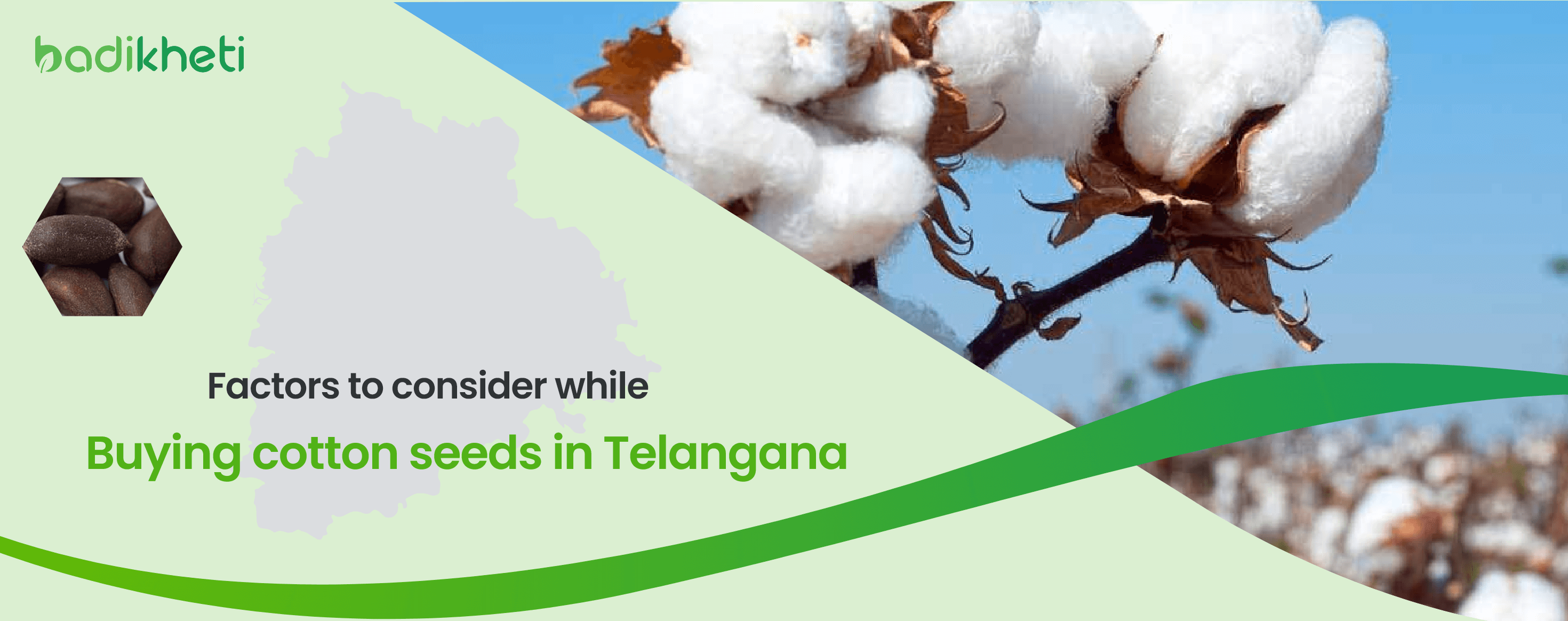 Factors to consider while buying cotton seeds on Telangana