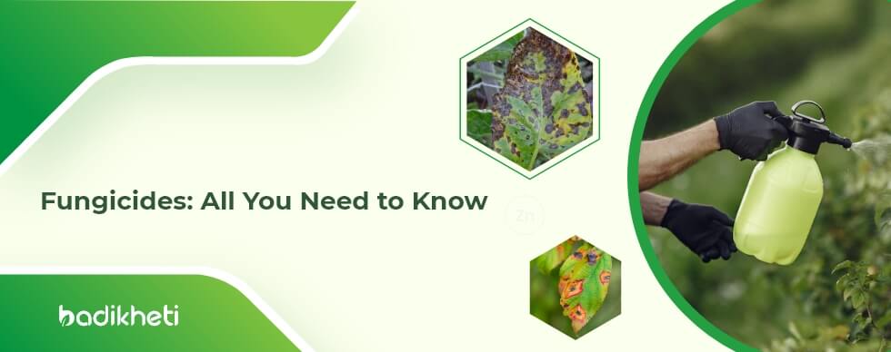 All You Need to Know about Fungicides