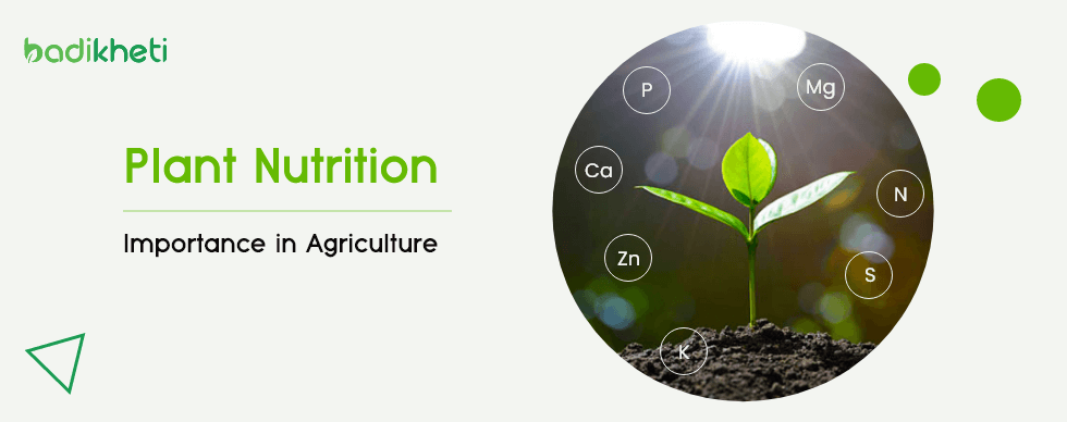 Plant Nutrition and Its Importance in Agriculture