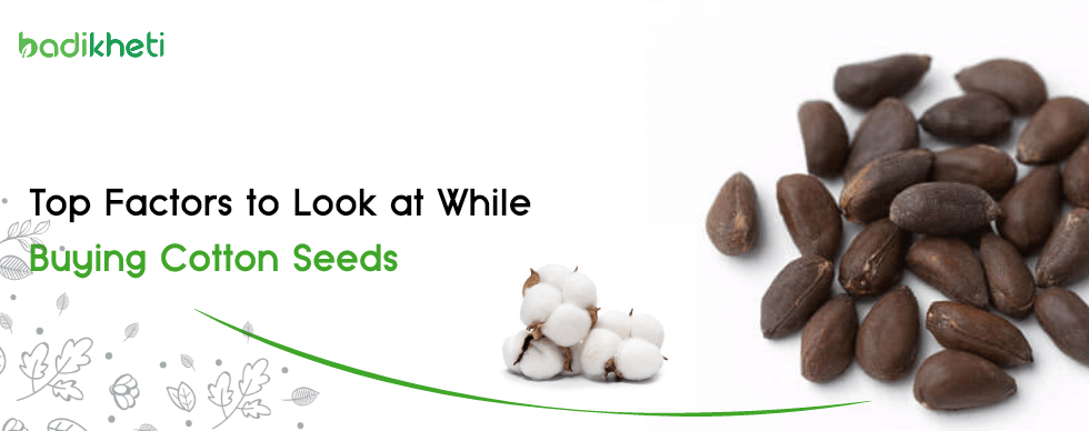 Top Factors To Look At While Buying Cotton Seeds