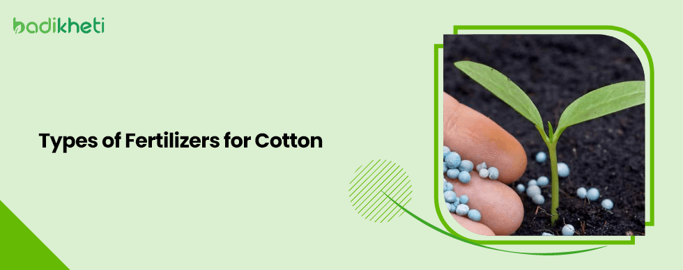 Types of Fertilizers for Cotton