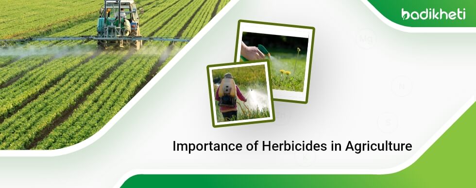 Importance of Herbicides in Agriculture