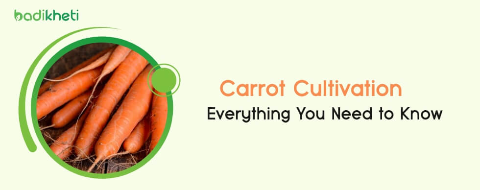Carrot Cultivation Everything You Need to Know