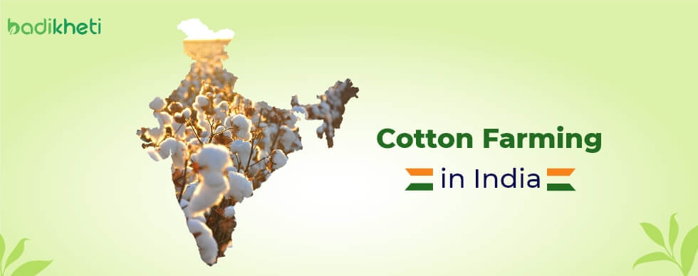 Cotton Farming in India