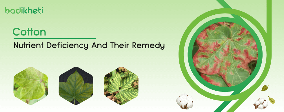 Cotton Nutrient Deficiencies & Remedies