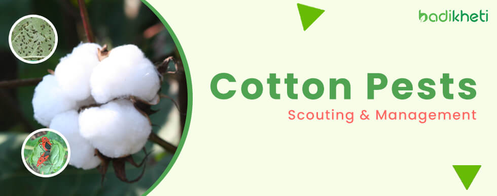 Cotton Pests Scouting and Management