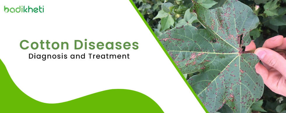 Cotton Diseases- Diagnosis and Treatment