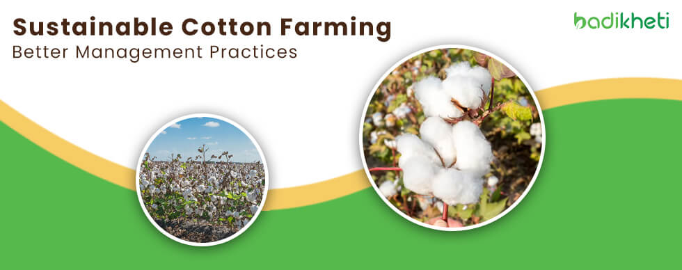 Sustainable Cotton Farming Better Management Practices