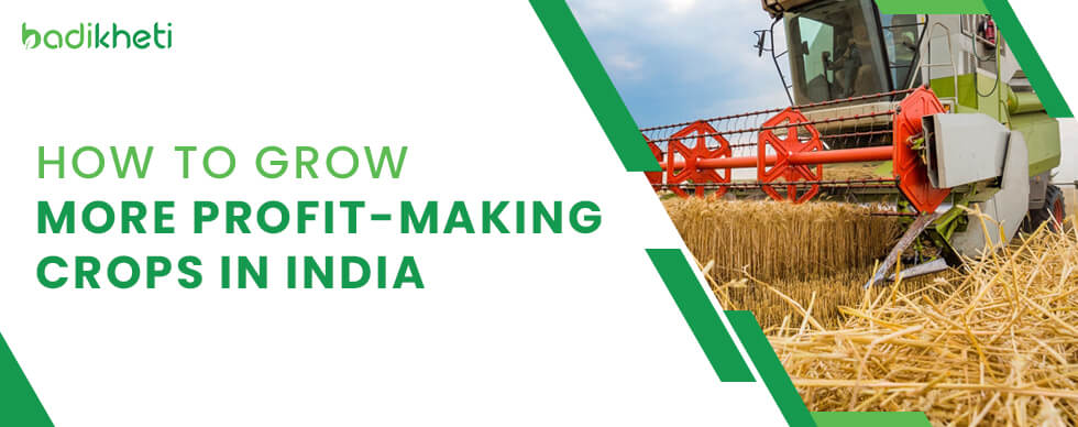 How to grow more profit-making crops in India