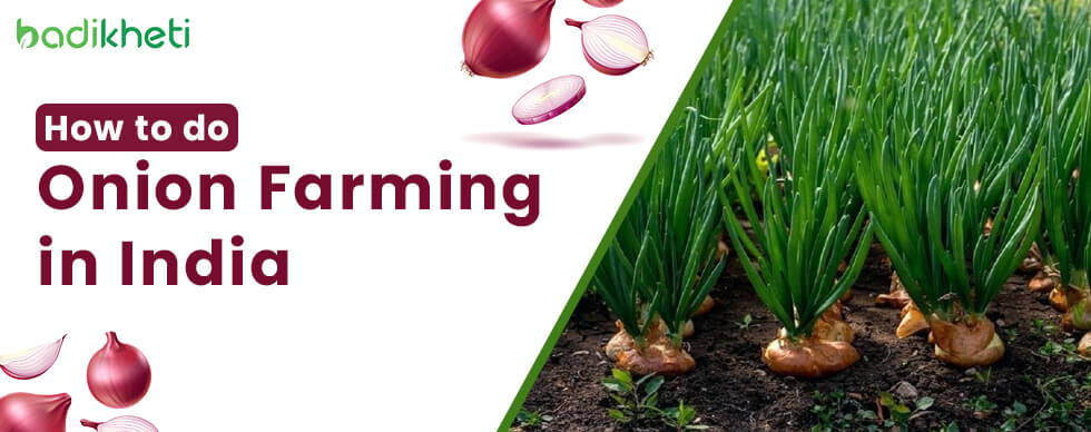 How to do Onion Farming in India?