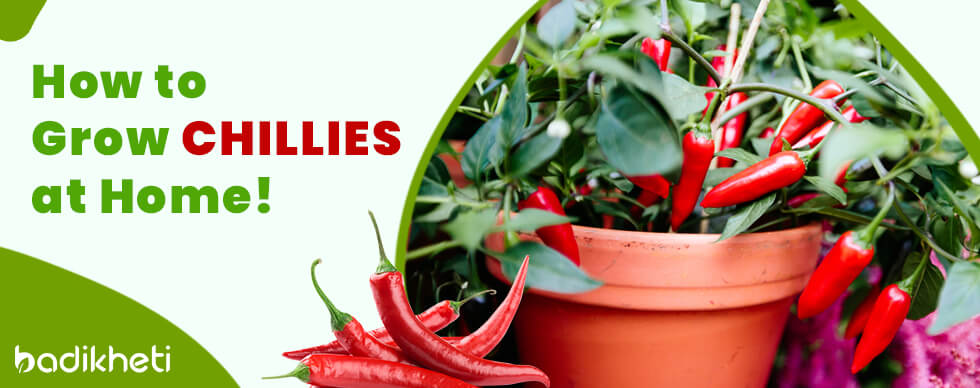 How to Grow CHILLIES at Home!