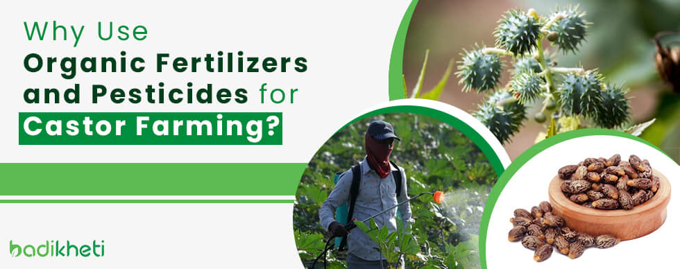 Why Use Organic Fertilizers and Pesticides for Castor Farming