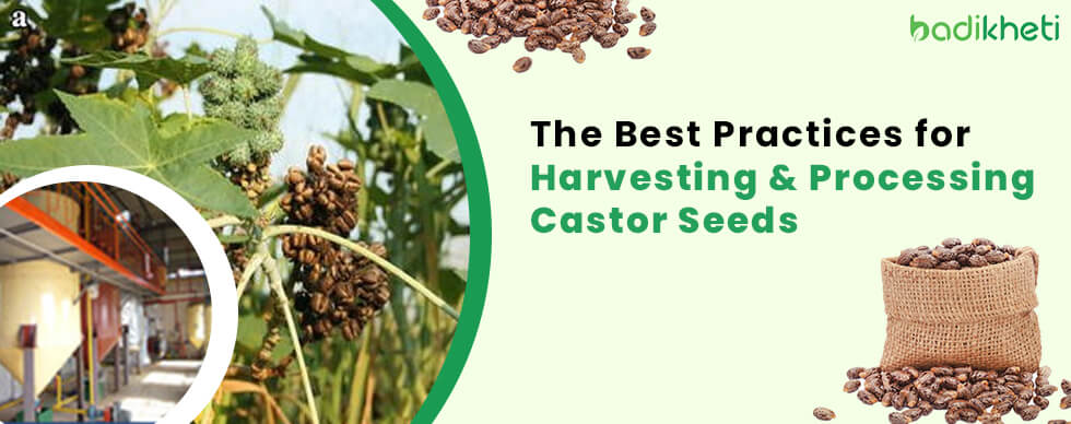 The Best Practices for Harvesting and Processing Castor Seeds