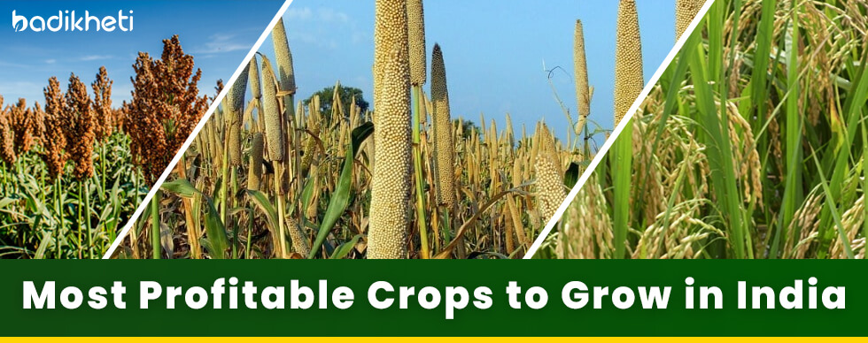 Most Profitable Crops to Grow in India