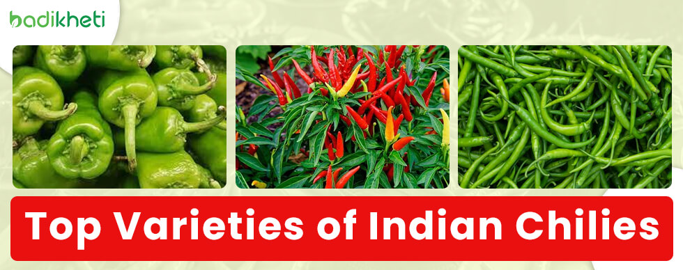 Top Varieties of Indian Chilies