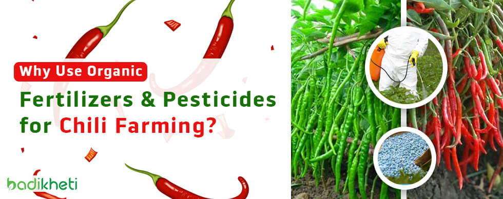 Why Use Organic Fertilizers and Pesticides for Chili Farming?