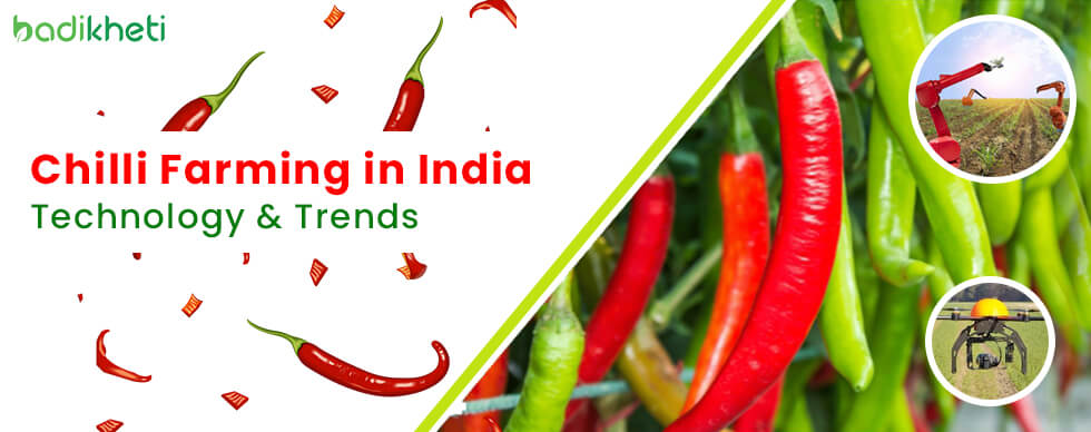 Chilli Farming in India Technology and Trends