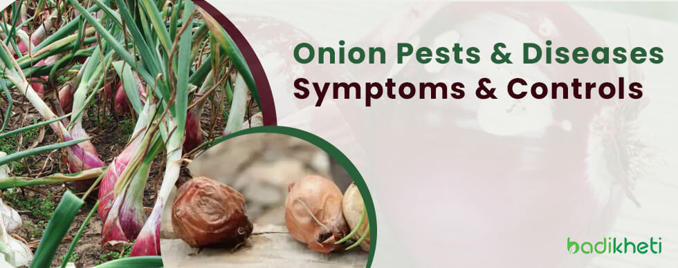 Onion Pests and Diseases Symptoms and Controls