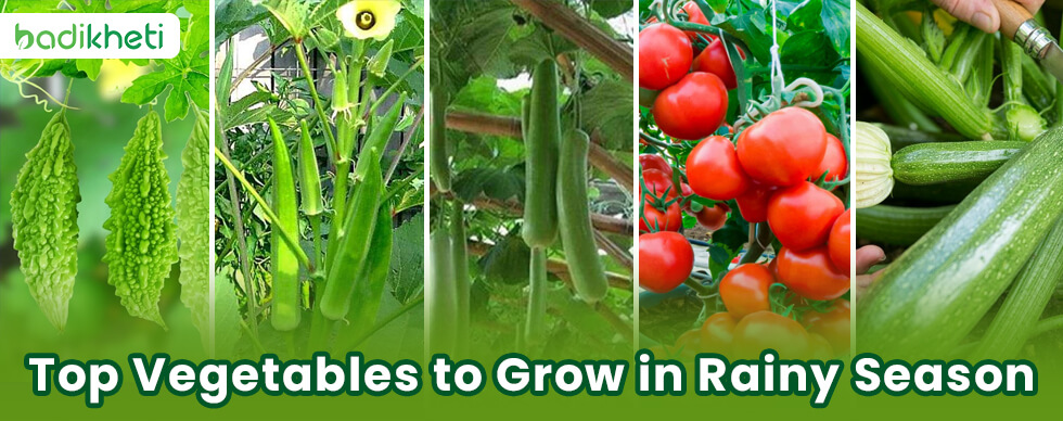 Top Vegetables to Grow in Rainy Season