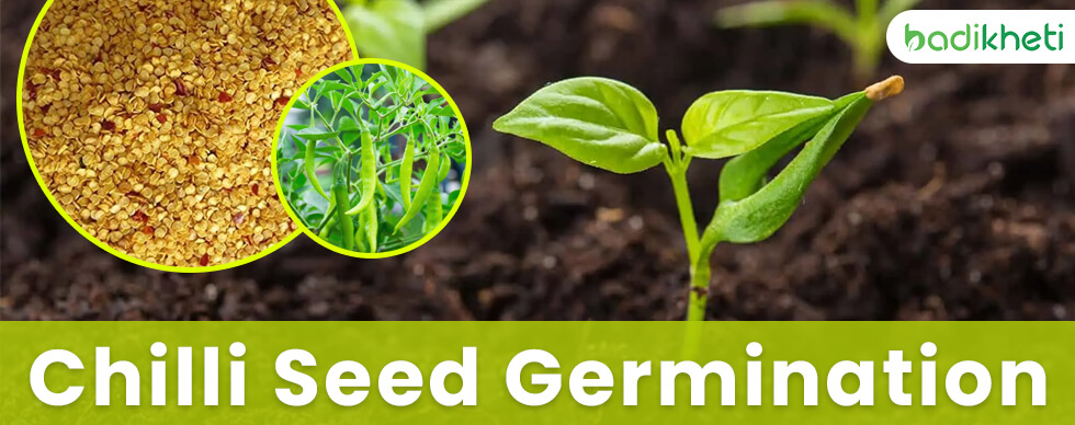 Germination Tips for Chili Seeds