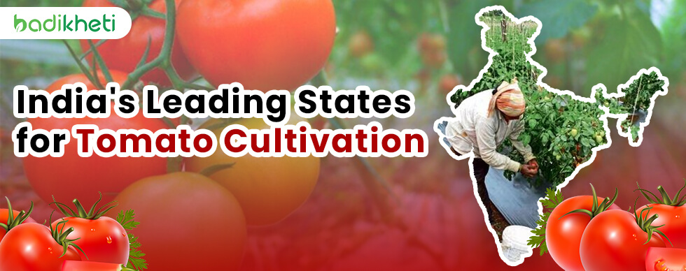 India's Leading States for Tomato Cultivation