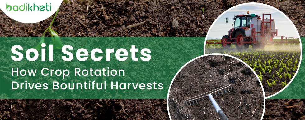 Soil Secrets How Crop Rotation Drives Bountiful Harvests