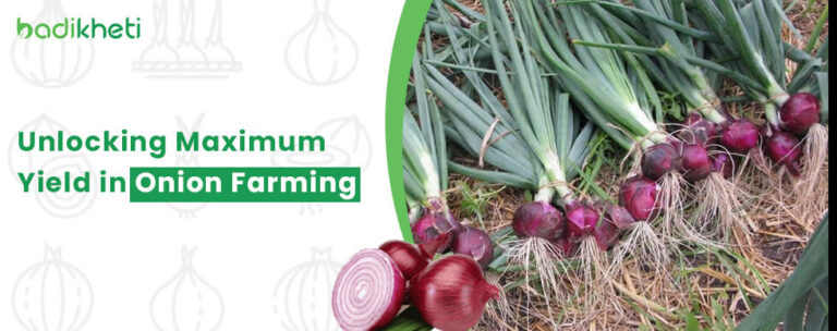 Unlocking Maximum Yield in Onion Farming