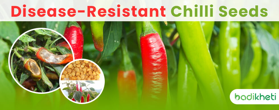 Disease-Resistant Chilli Seeds