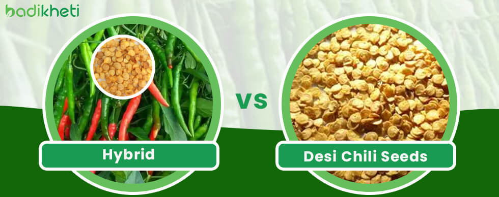 Hybrid vs. Desi Chili Seeds