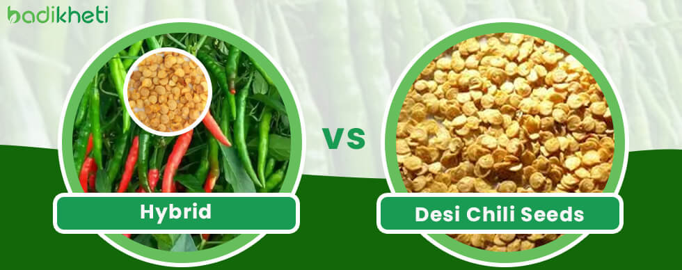 Hybrid vs. Desi Chili Seeds