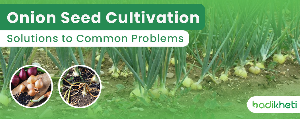 Onion Seed Cultivation Solutions to Common Problems