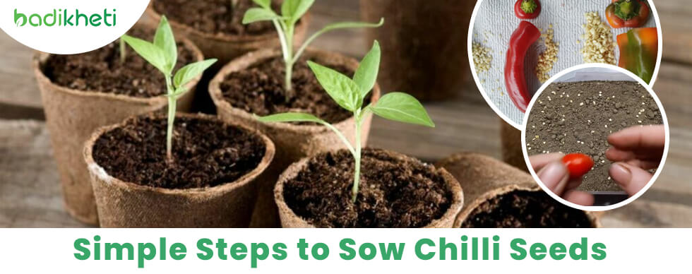 sowing tips for Chillies seeds