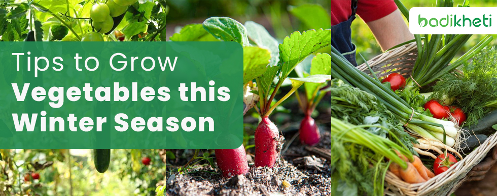 Tips to Grow Vegetables this Winter Season