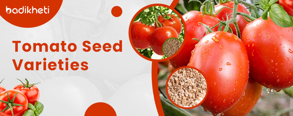 Tomato Seed Varieties in India