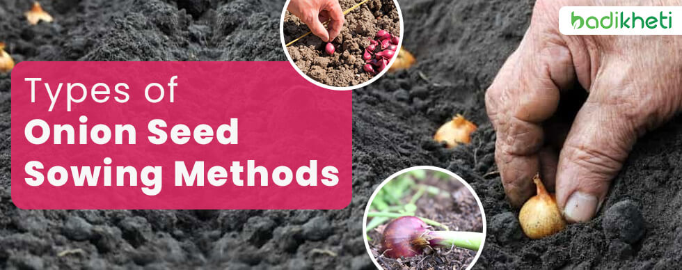 Types of Onion Seed Sowing Methods