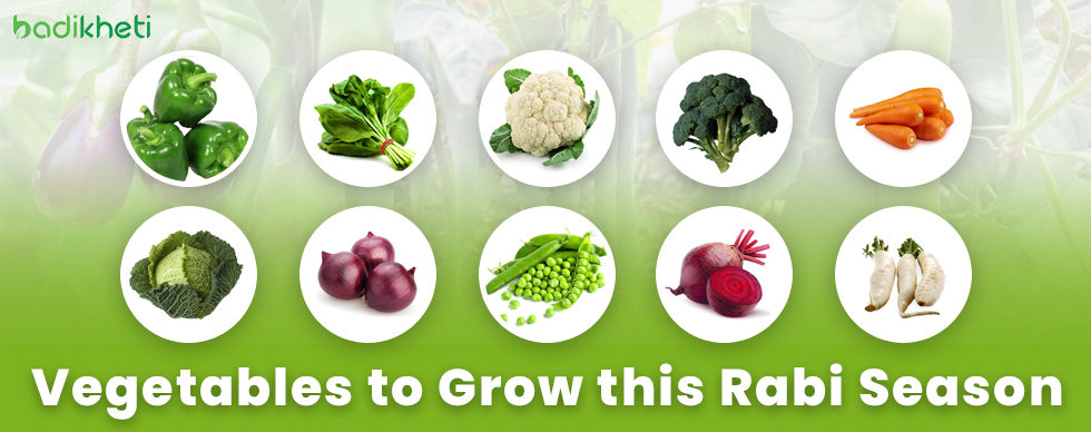Vegetables to Grow this Rabi Season