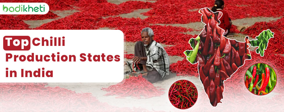 Chilli Production States in India